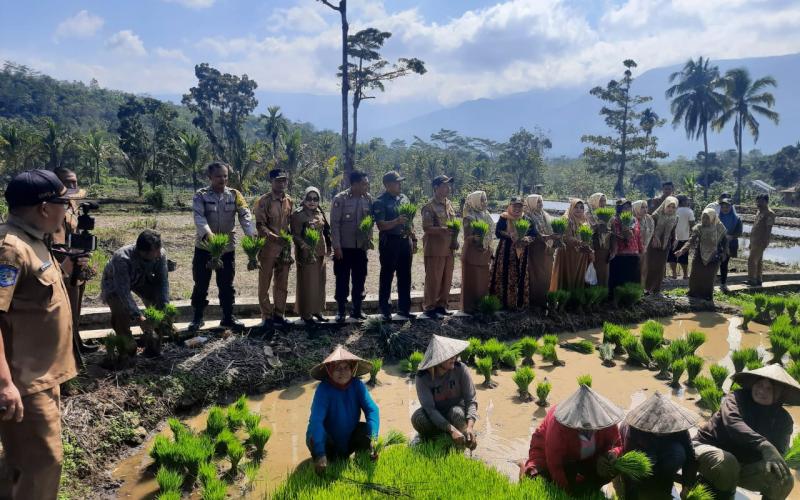 Kapolsek Lebong Utara dan Bhabinkamtibmas Turun Tanam MT2 di Desa Ladang Palembang