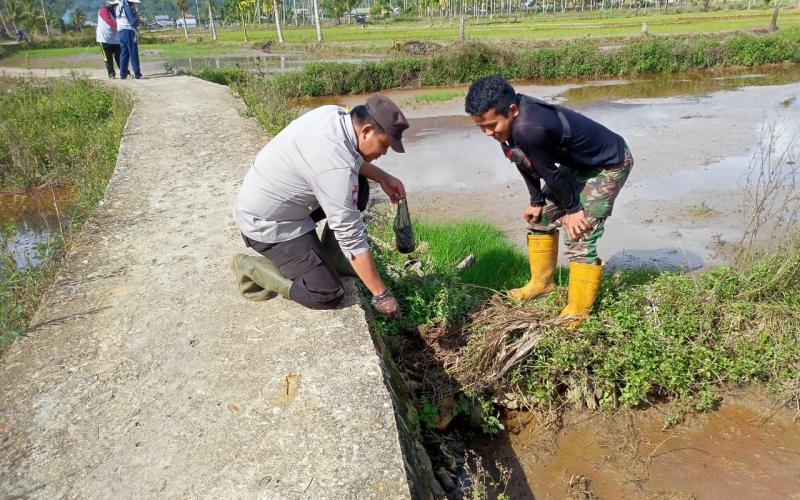 Sambang Desa, Bhabinkamtibmas Polsek Lebong Selatan Ikuti Pembasmian Hama Tikus
