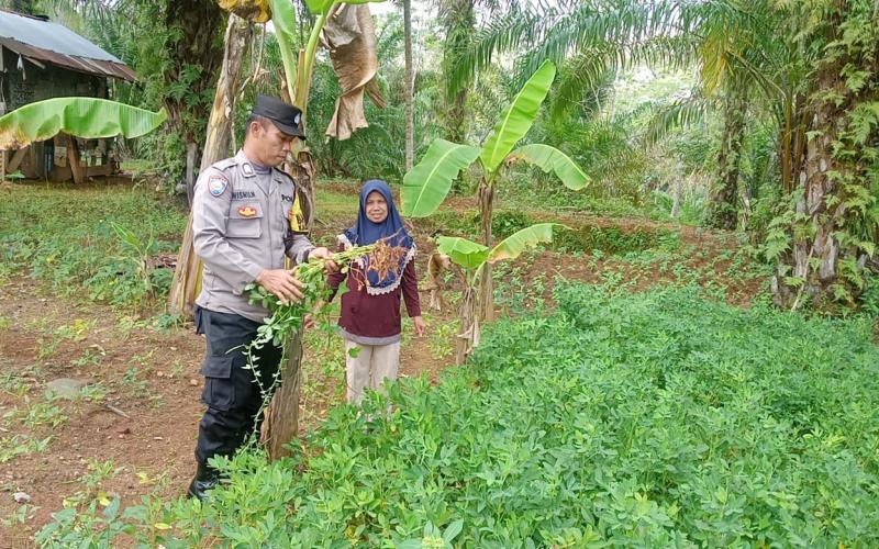 Bhabinkamtibmas Polsek Giri Mulya Sambangi Tanaman Pangan Lestari masyarakat di Desa Tanjung Anom