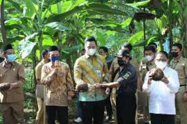 Bupati Kendal Dico M. Ganinduto B.Sc hadiri panen Porang perdana di Desa Sidomakmur Kecamatan Kaliwungu Selatan pada hari Senin (14/6/2021)