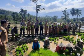Kapolsek Lebong Utara dan Bhabinkamtibmas Turun Tanam MT2 di Desa Ladang Palembang