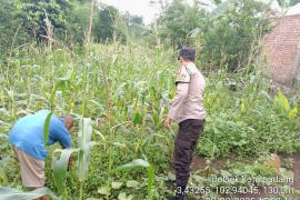 Polsek Kotapadang Lakukan Sambang dan Monitoring Ketahanan Pangan di Kelurahan Dusun Baru