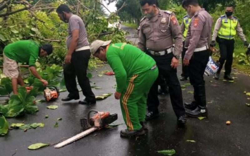 Tumbang, Pohon Dekat Taman Berkas Langsung Diangkut Tim DLH