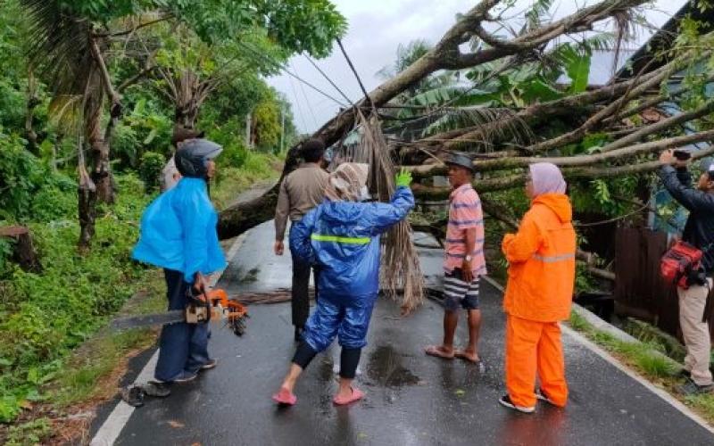 Cuaca Ekstrem, 7 Pohon Besar Tumbang Timpa Rumah Warga dan Tutup Akses Jalan