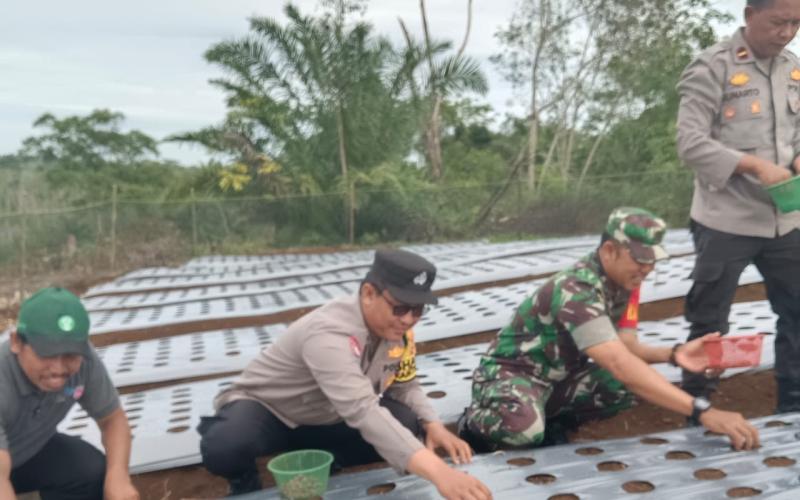 Program Ketahan Pangan, Bhabinkamtibmas Polsek Padang Jaya Ikuti Giat Penanaman Bawang Merah