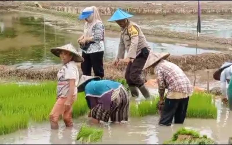 Membaur, Bhabinkamtibmas Turut Cabut Bibit Padi Warga Desa Muning Agung
