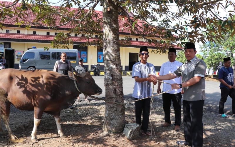 Iduladha, Kapolres Lebong, PJU dan Kapolsek Jajaran Berkurban Sapi, Bagikan Ratusan Kupon Kepada Masyarakat