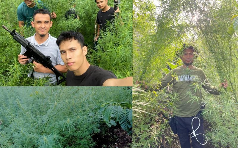 Polda Bengkulu Ungkap Ladang Ganja di Rejang Lebong di Lahan 1,5 Hektar