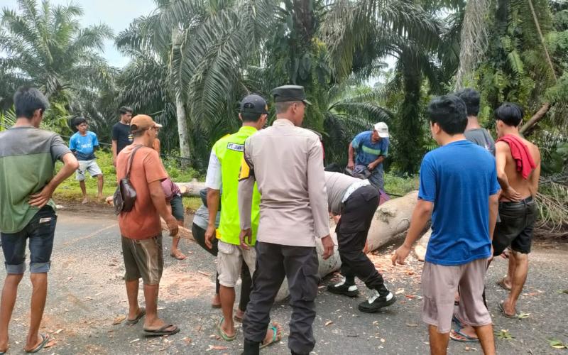 Quick Respon, Bersama Satlantas Polres Bengkulu Utara, Personel Polsek Lais Bersihkan Jalan Dari Pohon Tumbang 