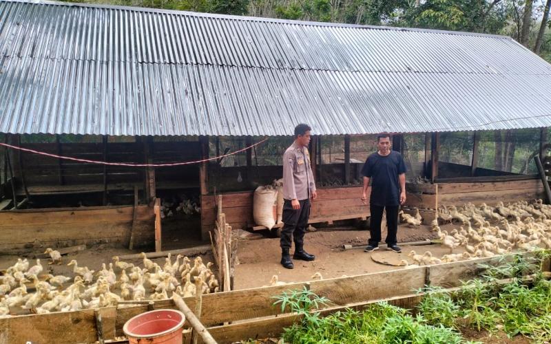 Dukung Ketahanan Pangan, Bhabinkamtibmas Sambangi Peternakan Bebek