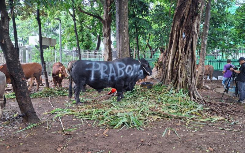 Partai Gerindra Salurkan Ratusan Hewan Kurban ke Masyarakat, Habaib, Ulama, Masjid, dan Mushola