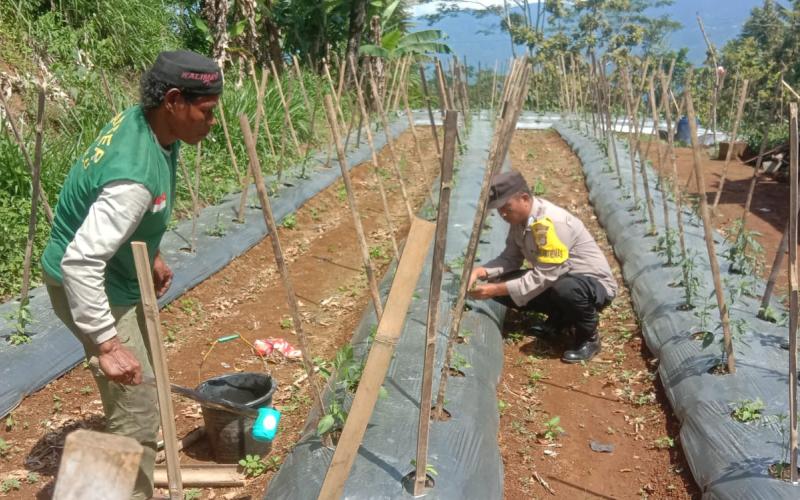 Bhabinkamtibmas Monitoring Tanaman Pangan di Desa Mangkurajo