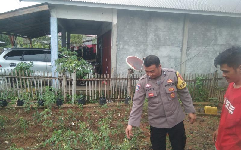 Bhabinkamtibmas Polsek Lebong Tengah Monitoring Ketahanan Pangan Program 1 Pekarangan Pangan Bergizi