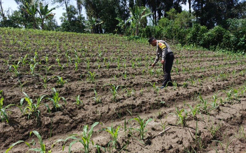 Bhabinkamtibmas Polsek Selupu Rejang Sambangi Petani, Dukung Ketahanan Pangan Nasional