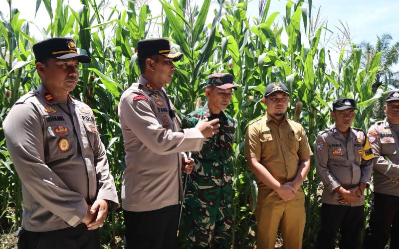 Polres Mukomuko Pantau Pertumbuhan Jagung, Dukung Ketahanan Pangan Nasional