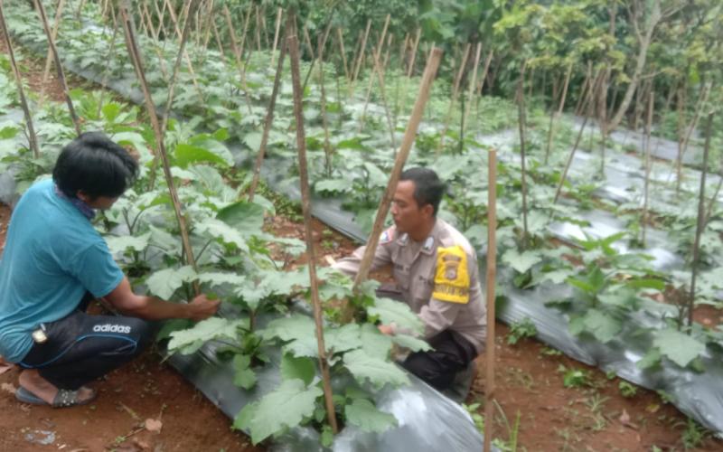 Bhabinkamtibmas Polsek Lebong Selatan Cek Tanaman Sayuran di Desa Mangkurajo
