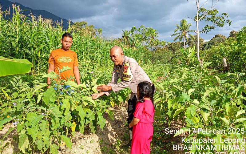 Bhabinkamtibmas Polsek Lebong Utara Monitoring Tanaman Bergizi