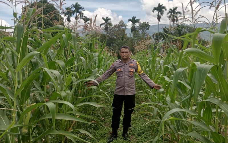 Dukung Ketahanan Pangan, Bhabinkamtibmas Polsek Lebong Selatan Monitoring Tanaman Jagung 