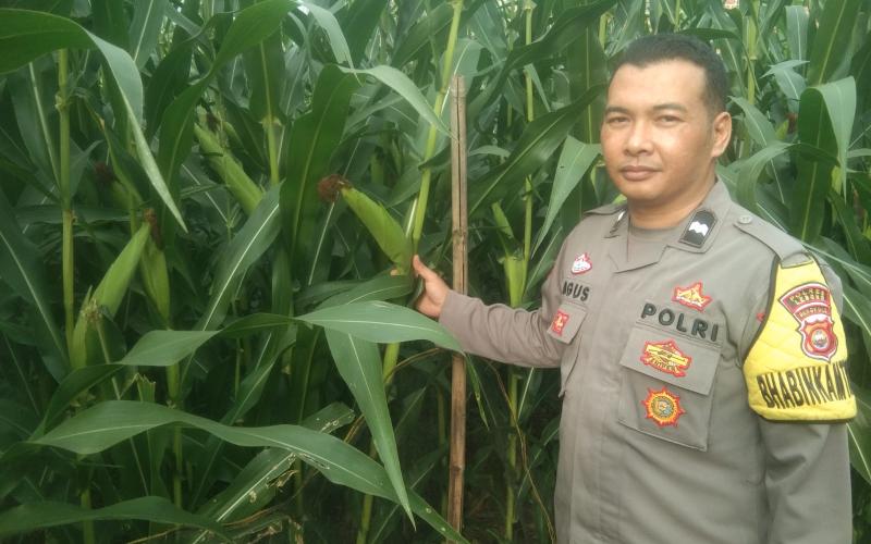 Bhabinkamtibmas Polsek Lebong Tengah Sambang Pantau Tanaman Jagung