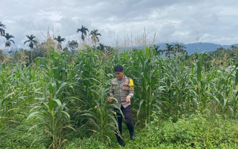 Bhabinkamtibmas Polsek Lebong Selatan Cek Lahan Ketahanan Pangan