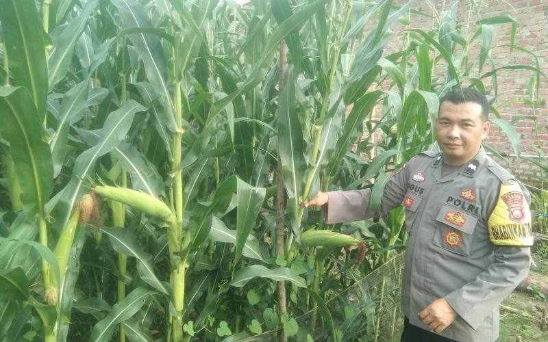 Polsek Lebong Tengah Monitoring Perkembangan Tanaman Pangan Jagung