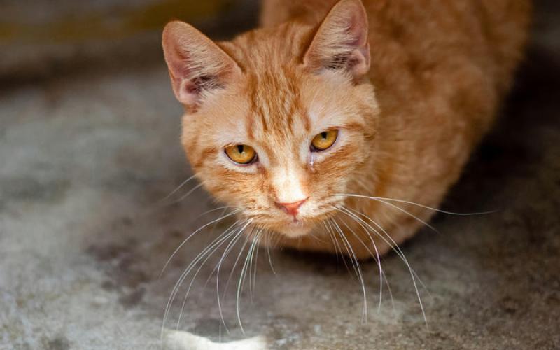 Hal yang Harus Dilakukan Saat Kucing Flu