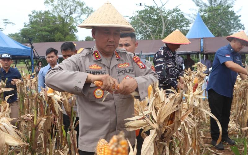 Polda Bengkulu Gelar Panen Raya Jagung Serentak Kuartal IV Tahun 2025