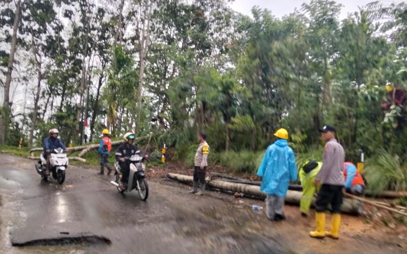 Pohon Tumbang Akibat Hujan dan Angin Kencang, Polsek Lebong Selatan Sigap Amankan Jalan