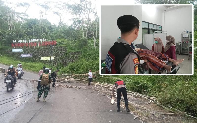 Pohon Tumbang Akibat Angin Kencang di Lebong, Satu Warga Terluka