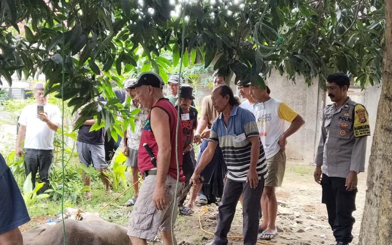 Bhabinkamtibmas Kelurahan Padang Jati Monitoring dan Pengamanan Pemotongan Hewan Kurban Idul Adha 1447 H