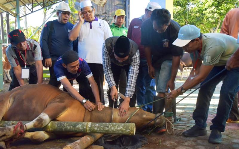 Keluarga besar Kantor Wilayah (Kanwil) Kementerian Agama Provinsi Bengkulu melaksanakan kegiatan penyembelihan hewan kurban