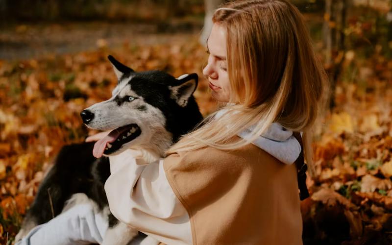 Sering Dianggap Mirip Serigala, Ini Fakta Menarik tentang Anjing Husky