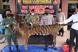 olda Bengkulu Ungkap Perdagangan Kulit dan Organ Tubuh Harimau Sumatra