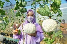 Panen Ikona Melon, Ketua TP PKK Bengkulu Langsung Jatuh Hati