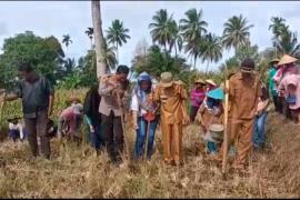 Guna Memmendukung Program Ketahanan Pangan, Kapolsek Kerkap Turun Langsung ke Lapangan Menanam Jagung 