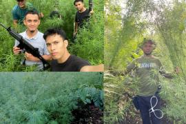 Polda Bengkulu Ungkap Ladang Ganja di Rejang Lebong di Lahan 1,5 Hektar