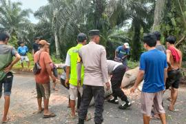 Quick Respon, Bersama Satlantas Polres Bengkulu Utara, Personel Polsek Lais Bersihkan Jalan Dari Pohon Tumbang 