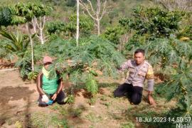 Dukung Ketahanan Pangan, Bhabinkamtibmas Polsek Nasal Monitoring Kebun Pepaya Warga Binaan