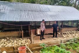 Dukung Ketahanan Pangan, Bhabinkamtibmas Sambangi Peternakan Bebek