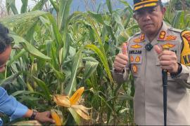 Penanaman Jagung Polres Lebong dan Polsek Jajaran Dukung Program Ketahanan Pangan