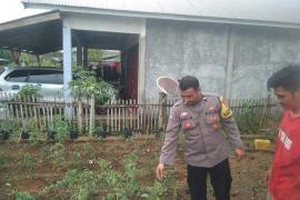 Bhabinkamtibmas Polsek Lebong Tengah Monitoring Ketahanan Pangan Program 1 Pekarangan Pangan Bergizi