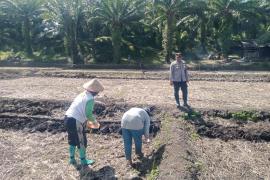 Polsek Semidang Alas Maras Dampingi Warga Tanam Jagung di Desa Karang Dapo