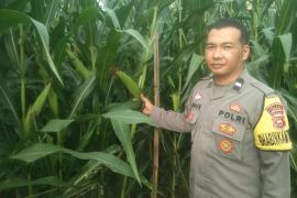 Bhabinkamtibmas Polsek Lebong Tengah Sambang Pantau Tanaman Jagung
