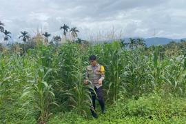 Bhabinkamtibmas Polsek Lebong Selatan Cek Lahan Ketahanan Pangan