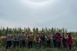 Polres Seluma Gelar Panen Raya Jagung, Dukung Program Ketahanan Pangan Nasional