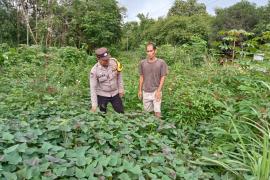 Bhabinkamtibmas Sukaraja Ajak Warga Manfaatkan Pekarangan untuk Ketahanan Pangan