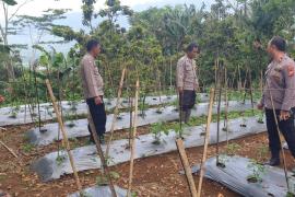 Polsek Lebong Selatan Siapkan Launching Program Pekarangan Pangan Lestari