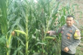 Polsek Lebong Tengah Monitoring Perkembangan Tanaman Pangan Jagung