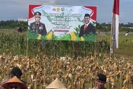 Panen Raya Jagung Serentak di Bengkulu, Dukung Swasembada Pangan 2025
