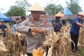Polda Bengkulu Gelar Panen Raya Jagung Serentak Kuartal IV Tahun 2025